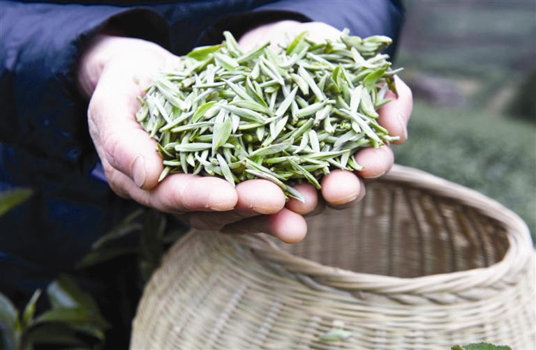 浙江武义县高山茶开园采摘