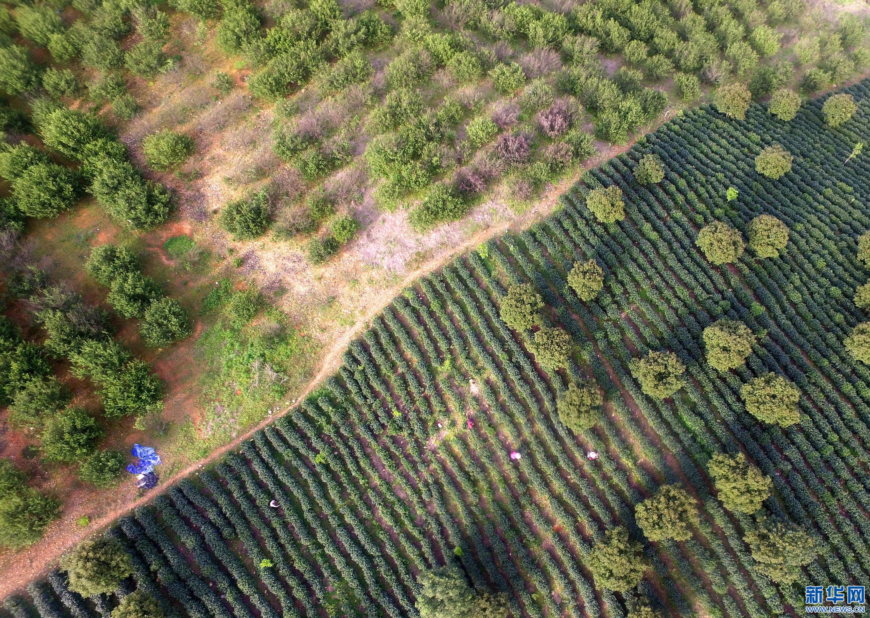 ڽʡظߺһ԰ũڲժײ裨417㣩