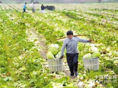 山东济南早春扶贫白菜喜获丰收