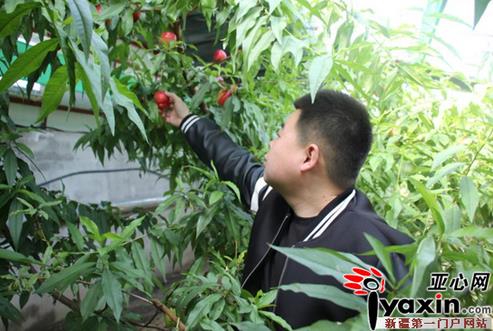 新疆乌苏市大棚油桃成熟上市 果农“甜在心头”