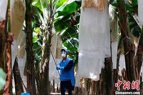 ͼΪũũҩڸߴҶƬ棬ٶԹʵӰ