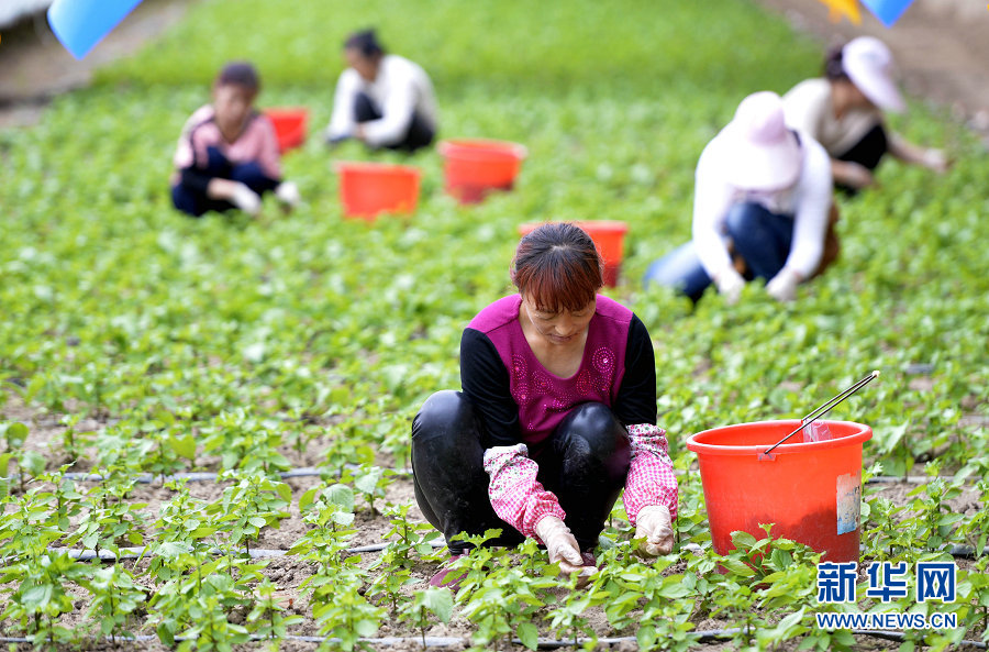 419գͺִ̨ũҵ̬԰ڲժҶ