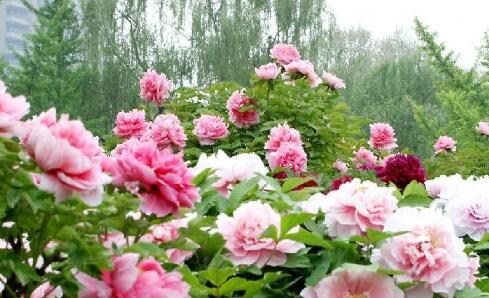 ӱ̨조ĵáҵ ɫҵ˼·