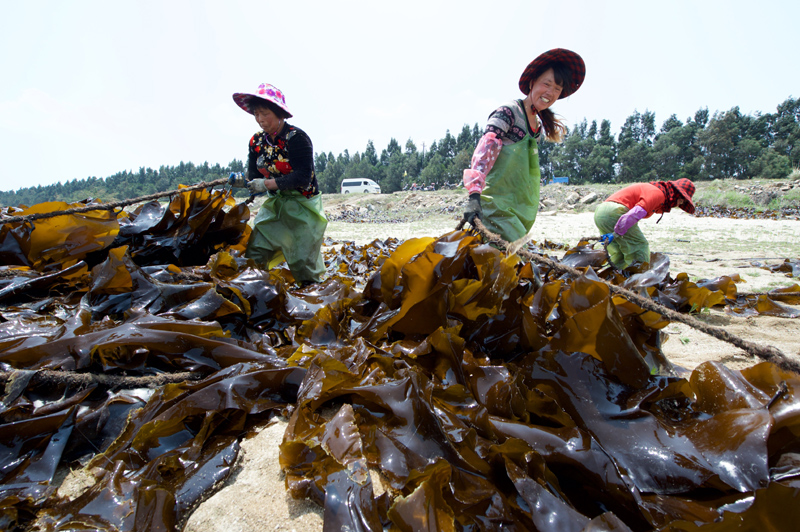 4月23日,福建省湄洲湾北岸山柄村村民在晾晒海带。