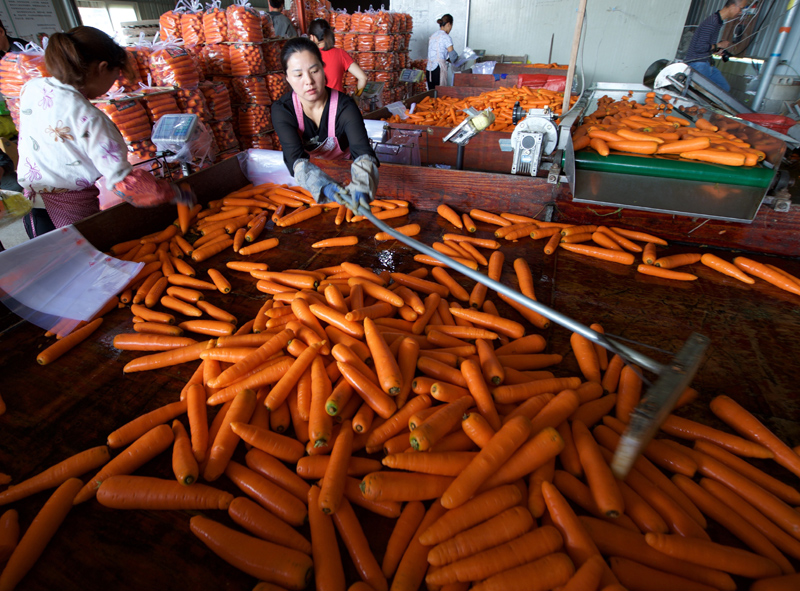 4月23日,福建省湄洲湾北岸琼山村村民在清洗、包装胡萝卜。