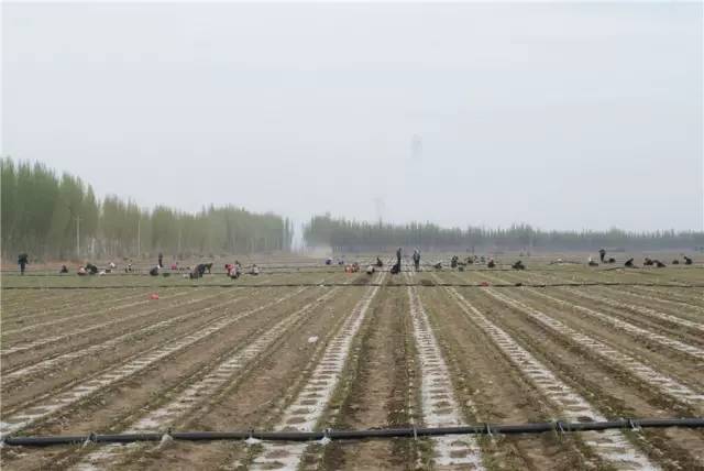 新疆精河县:甜叶菊让农民搭上增收快车