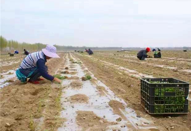 新疆精河县:甜叶菊让农民搭上增收快车