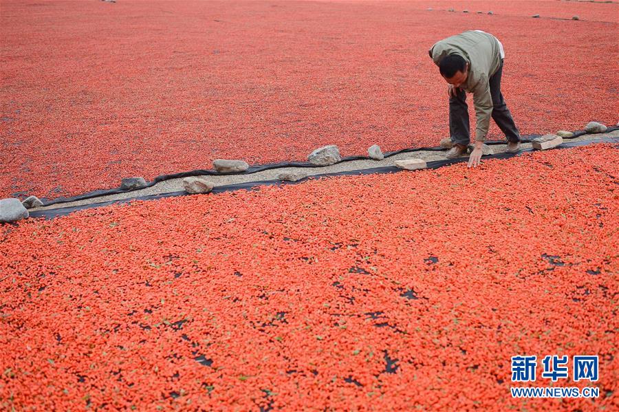 从“温饱田”到“致富田”——青海柴达木绿洲农业“蝶变”之路