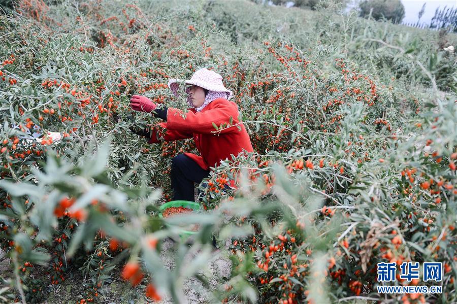 采摘工在青海格尔木市大格勒乡采摘枸杞(2015年9月2日摄)。