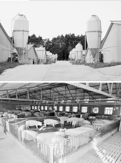 ºÚÁú½°ÍÑåÐóÄÁÇ¿ÏØÕ½ÂÔ½ÐÏìµØÓòÆ·ÅÆ