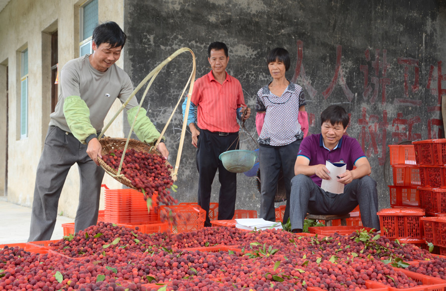 广西灵山大化村:杨梅吐气 丰收价扬
