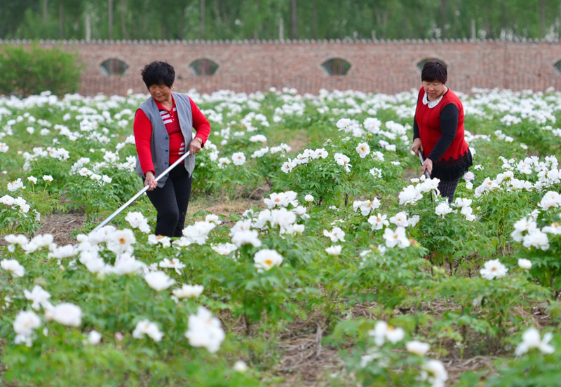 425գӱʡɳ˹̴ũĵֲ԰