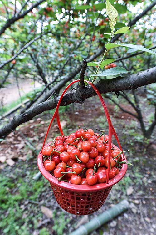 ӣ԰ȴ۵ĳӣң427㣩