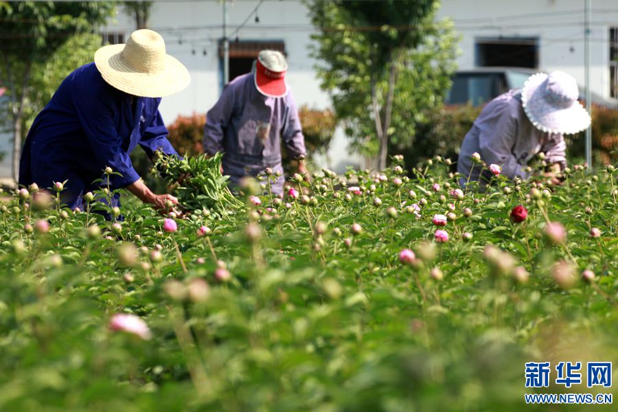 201752գԱҩֲزҩл