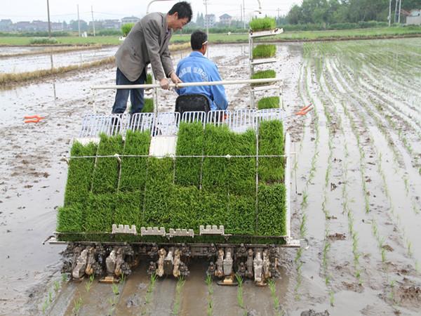 浙江吴兴区早稻移栽陆续展开