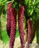 湖南:快来安仁山塘村 四季果业的桑葚熟了