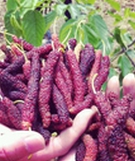 台湾四季长桑葚果实