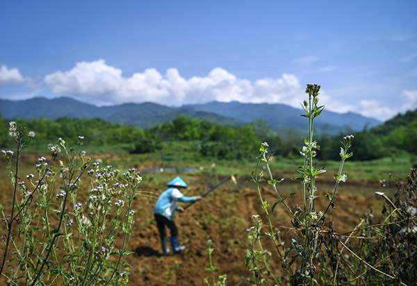 海南五指山市:雨后墒情好 农户田间忙