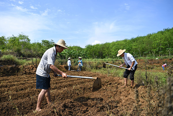 5月7日,在番阳六村忧遁草种植基地,村民在翻整土地,准备种植忧遁草。