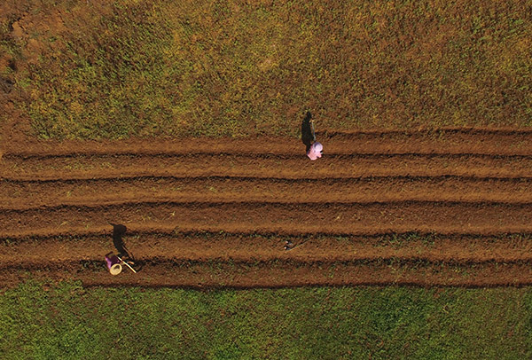 5月7日,在番阳六村忧遁草种植基地,村民在翻整土地,准备种植忧遁草。