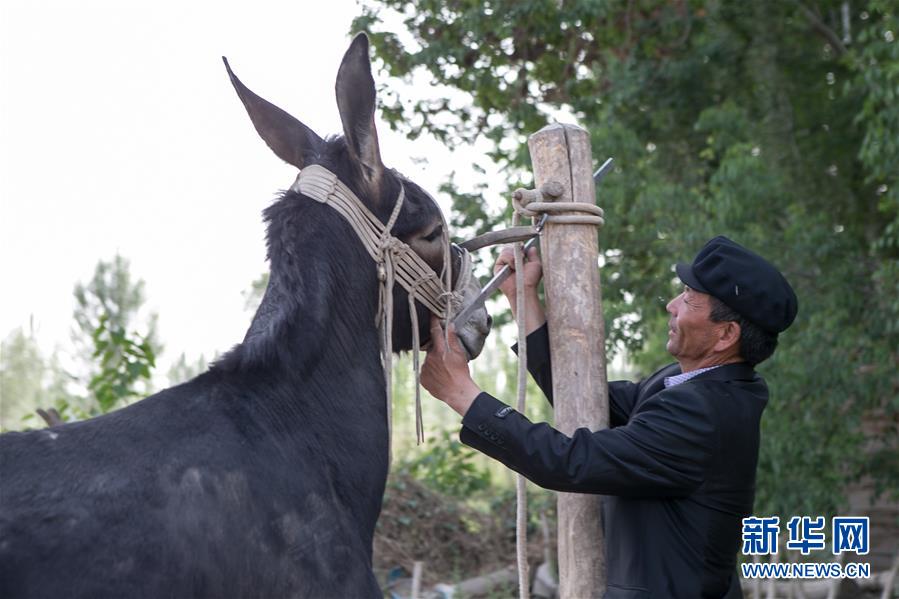 55գ½ʲպɫҲ˴壬ľΪĽ¿ߡͷ¿2016պڶ¿ѡĹھߣͷ2.14ף2.3ףг۴11Ԫľͷ¿ÿ꿿ɴ3Ԫ