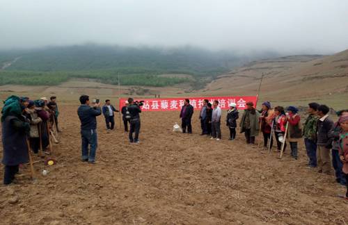 四川美姑县开展藜麦新品种试验、示范