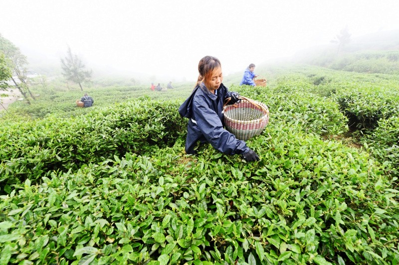 55գũڸԣ㡱л̬԰ɲ衣