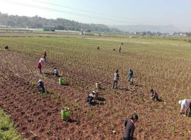 四川江安县推广高粱机播技术