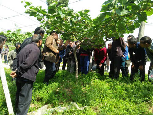 四川苍溪县掀起猕猴桃夏管高潮