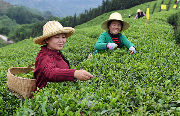 陕西西乡:小产业助致富