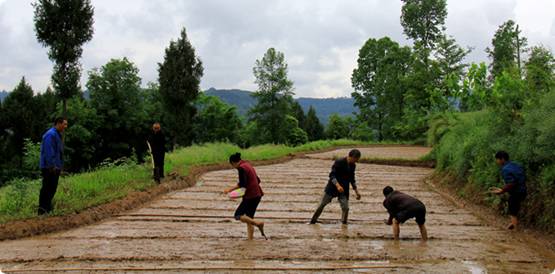 四川旺苍县水稻直播试验拉开序幕