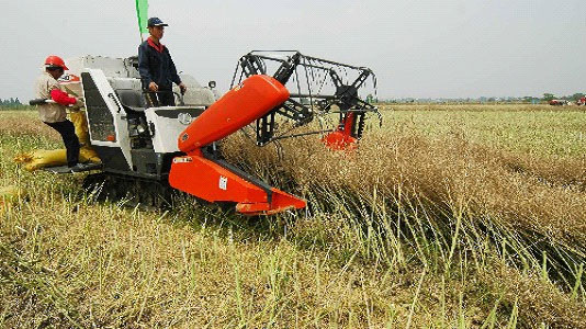 湖南:鼎城油菜收割忙