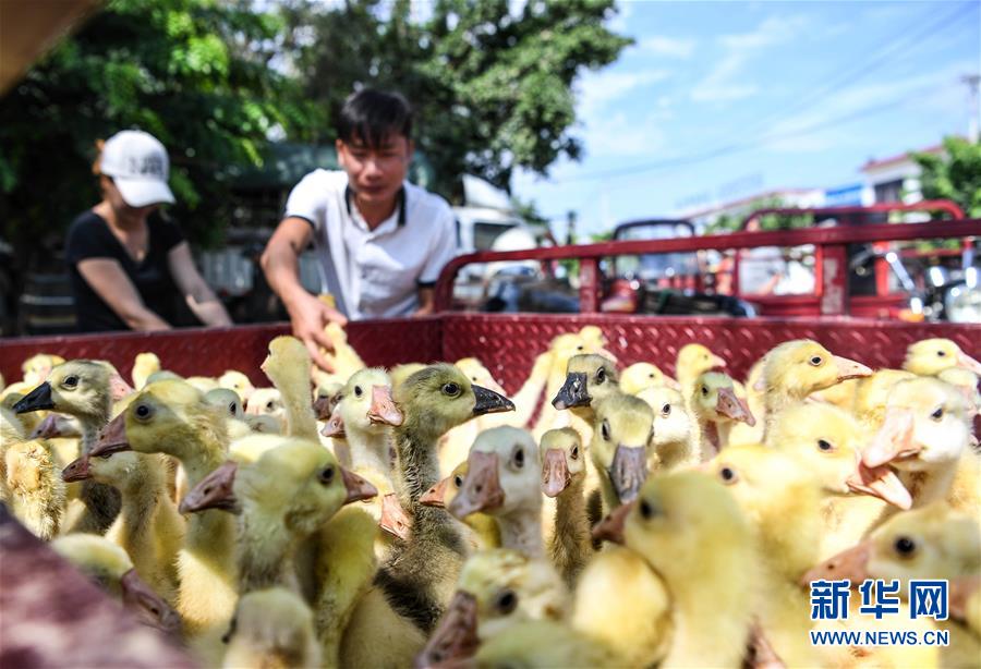 海南五指山:发放鹅苗助扶贫