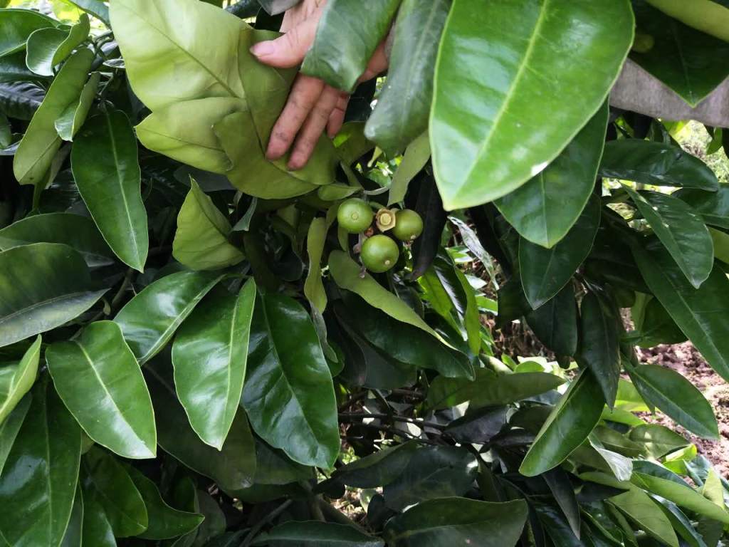重庆:柑橘园里初挂果 清溪果农看到了希望