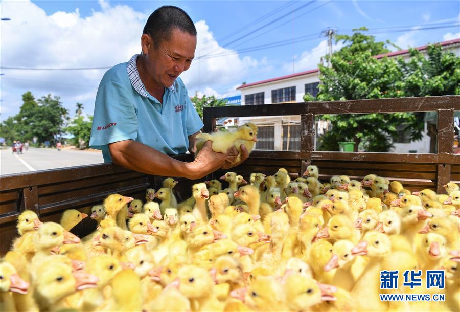 5月9日,在五指山市番阳镇畜牧站,毛组五村贫困户王忠武在清点领到的白莲鹅鹅苗。