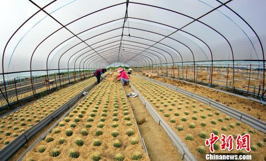 Ŵ绪ʢֲרҵֲæµֲ