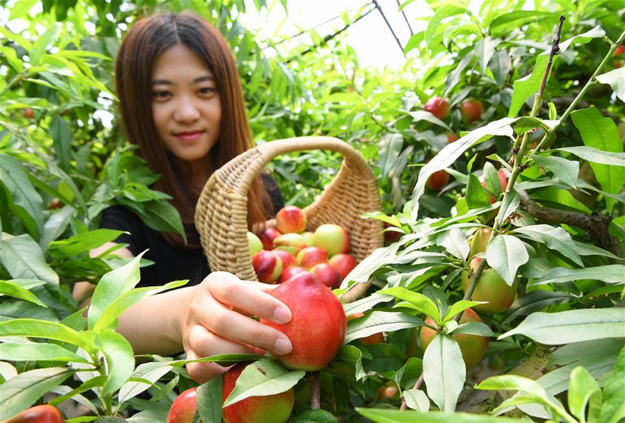 5ÔÂ9ÈÕ£¬ÓοÍÔÚÀÈ·»Êа²´ÎÇøÊ·×¯´åÓÍÌÒ´óÅïÄÚ²ÉÕªÓÍÌÒ¡£