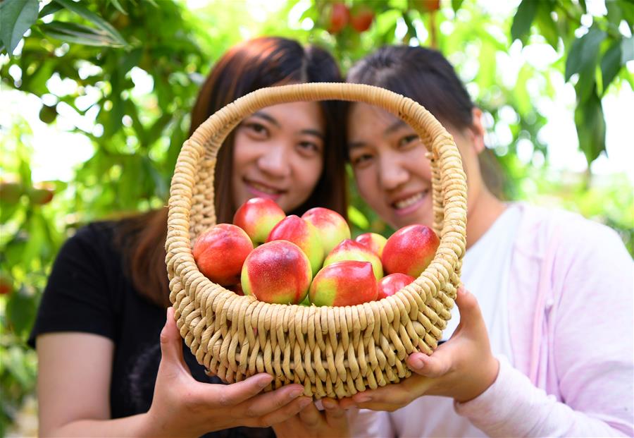 5ÔÂ9ÈÕ£¬ÓοÍÔÚÀÈ·»Êа²´ÎÇøÊ·×¯´åÓÍÌÒ´óÅïÄÚչʾ²ÉÕªµÄÓÍÌÒ¡£