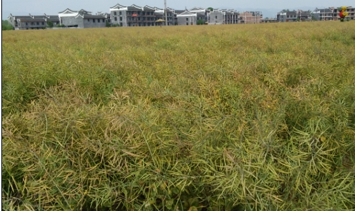 湖南安仁县春收油菜保产稳收