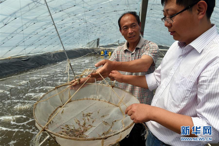 5月9日,河北省黄骅市水产技术推广站技术员在张巨河村大棚内察看对虾的生长情况。