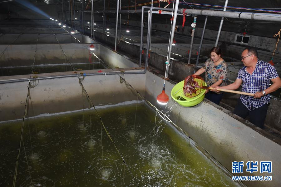 5月9日,河北省黄骅市小辛堡村渔民在大棚内察看牙鲆鱼苗的生长情况。