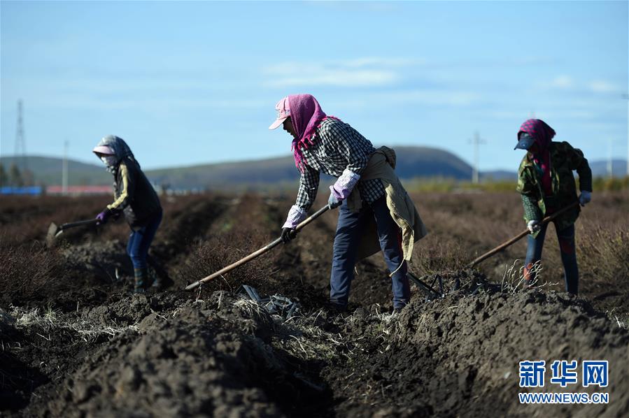 黑龙江伊春:蓝莓“人工复苏”忙