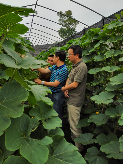 重庆:一串铃南瓜喜获丰收