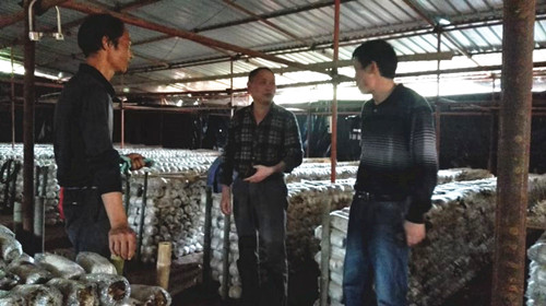 福建宁化:转变工作方式促菇农增收