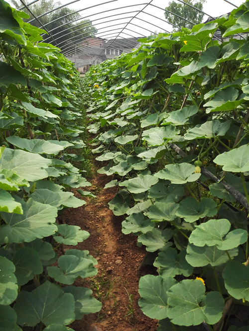 重庆:一串铃南瓜喜获丰收