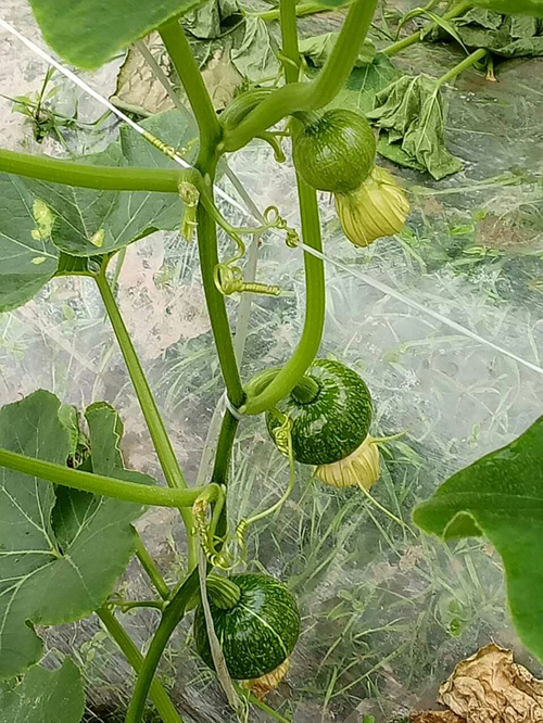 重庆:一串铃南瓜喜获丰收