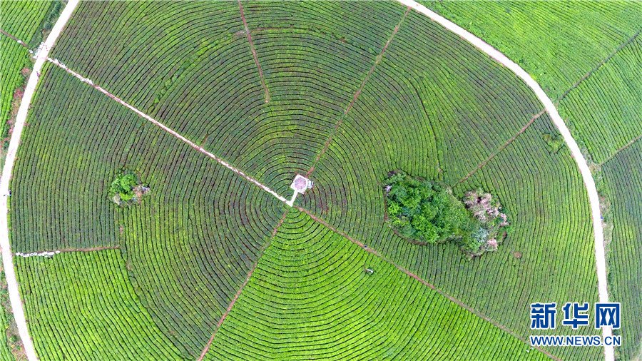 ͼΪĵĹݰ˳ĲҶ԰硰ָơ