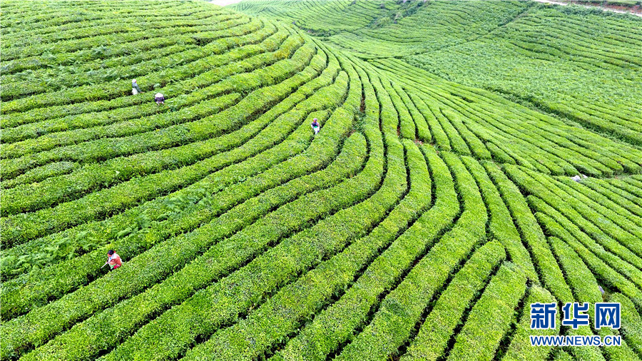 ͼΪĵĹݰ˳ĲҶũڽлɲ