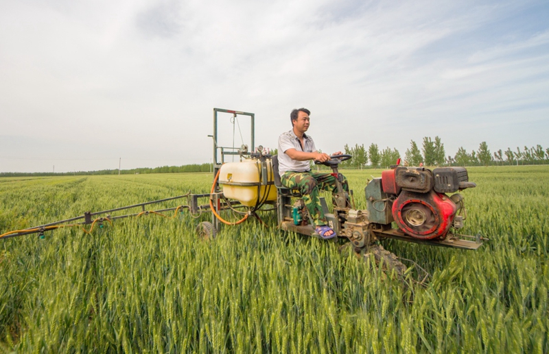 5月13日,河北省武邑县后老君堂村农民驾驶农用机械在麦田喷洒农药。