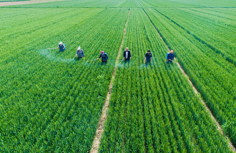 5月13日,河北省武邑县后老君堂村农民在麦田喷洒农药。